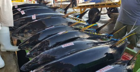 Indonesia cắt giảm sản lượng khai thác cá ngừ để phục hồi trữ lượng