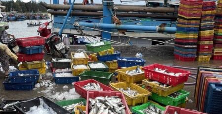 Không có nguyên liệu, doanh nghiệp chế biến hải sản phải nhập từ nước ngoài