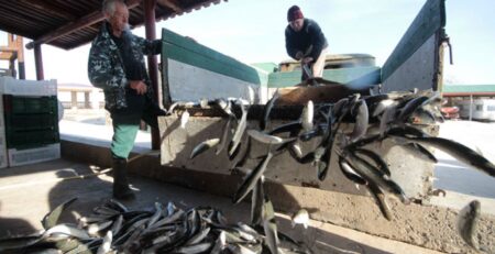 Nga thay đổi thuế, tài chính để khuyến khích cải thiện nghề cá