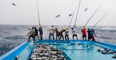 Ngành cá ngừ Maldives chờ đợi FTA với Anh và EU