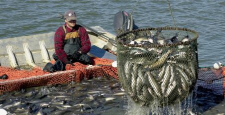 Nghề cá Mississippi, Louisiana đủ điều kiện nhận hỗ trợ thảm hoạ nghề cá