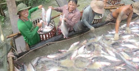 Trung Quốc vẫn dẫn đầu nhập khẩu cá tra Việt Nam 
