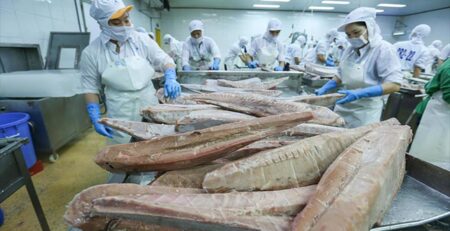 Xuất khẩu cá ngừ chưa thể vực dậy
