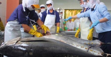 Xuất khẩu cá ngừ của Việt Nam 6 tháng đầu năm 2023