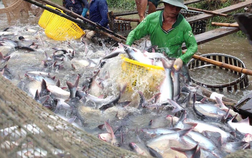 Xuất khẩu cá tra Việt Nam tháng 52023 tiếp tục giảm