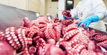 Xuất khẩu mực, bạch tuộc sang Nhật Bản có xu hướng phục hồi