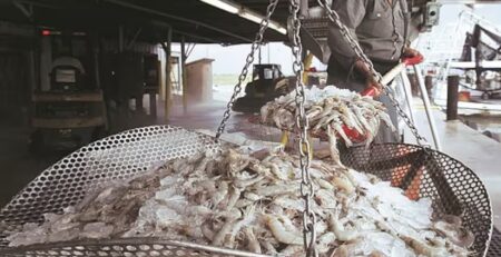 Ấn Độ yêu cầu EU cho phép các công ty mới niêm yết xuất khẩu tôm nuôi