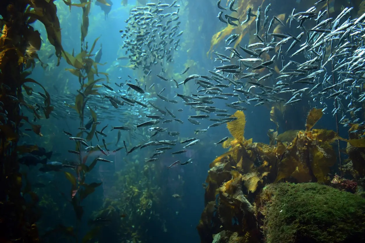 Biển ấm lên ở Đông Bắc Đại Tây Dương có thể gây hại cho nguồn cá nổi