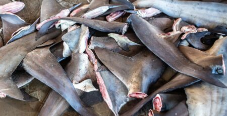 EU đánh giá tính hiệu quả của các quy định chống lại việc khai thác vây cá mập