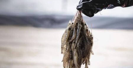 Nhu cầu của Trung Quốc giảm khiến ngành tôm Ecuador lo lắng