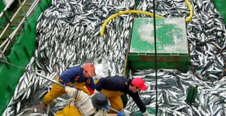 Peru nâng hạn ngạch cá thu khai thác thủ công lên 22%