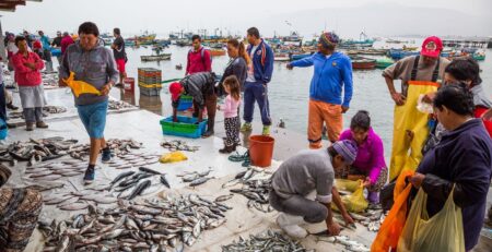 Sản lượng khai thác cá của Peru giảm 89%