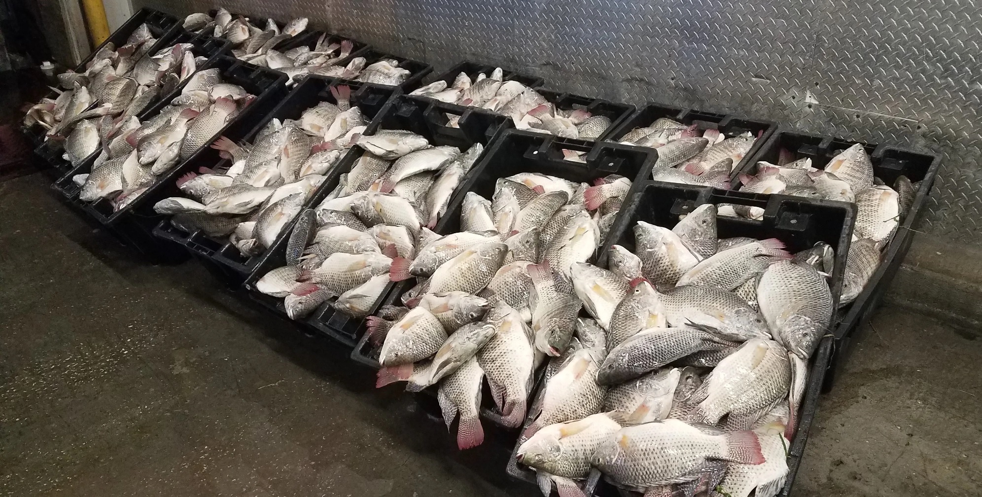 Thị trường cá rô phi tươi, đông lạnh của Mỹ đối mặt với tình trạng khan hiếm nguồn cung