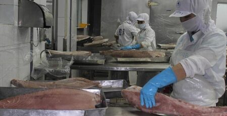 VIFTA cơ hội cho ngành cá ngừ Việt Nam